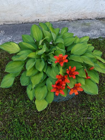 The image shows a potted plant with large green leaves and several bright orange lilies with dark spots. The plant is situated outdoors on a patch of grass, with a rough-textured, off-white wall in the background. The base of the pot is visible and appears to be a textured, bluish-green material. The scene is set in Buy, Russia, likely in a residential area or garden, given the presence of the house wall and lawn. The lighting suggests it is daytime. There are no people or animals visible in the image.
