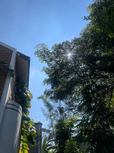 The image is taken from a low angle, looking up towards trees and a building. The sky is blue with some wispy clouds. The sun is visible through the leaves of the trees, creating a lens flare effect. A portion of a building is visible at the bottom of the image, featuring wooden siding and a white trim. Green foliage grows along the building's roofline. The location is Rojoimo, Indonesia. There are no people visible in the image.