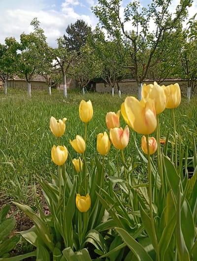 The image depicts a garden in Svetlen, Bulgaria. In the foreground, there is a patch of yellow tulips in bloom. Behind the tulips, there is tall green grass. In the background, there is a row of trees with white painted trunks. Behind the trees, there is a stone wall with a terracotta tiled roof visible. The sky is partly cloudy.