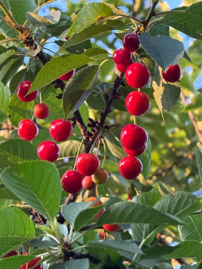 The image presents a close-up, upward-angled view of several clusters of ripe cherries growing on a tree. Numerous round, vibrant red cherries are visible, some appearing in groups attached to brown branches, nestled among abundant green leaves. A few cherries show variations in color, ranging from lighter red to yellowish-orange, indicating different stages of ripeness or how the light hits them.

Bright natural sunlight illuminates the scene, casting soft highlights on the glossy skin of the fruit and the textured surfaces of the leaves. Some leaves appear slightly backlit, revealing their veins and serrated edges. The background is softly blurred, showing hints of a clear blue sky and additional green foliage, suggesting an outdoor setting like an orchard or garden under sunny weather conditions. The time of day appears to be daytime, with clear, direct light.

There are no people or any visible text in the image. The scene captures the natural growth and ripeness of the fruit, conveying a sense of summer and abundance in Strazhitsa, Bulgaria.