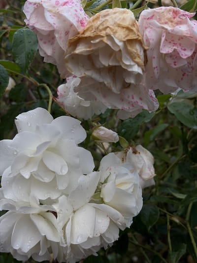 The image showcases a close-up view of several roses, predominantly white with some tinged with pink speckles. The roses appear to be in various stages of bloom and decay; some are fully open and vibrant, glistening with water droplets, while others are wilting, with brown, dried petals. The background consists of dark green leaves and branches, suggesting an outdoor garden setting. The presence of water droplets on the petals implies recent rainfall or dew, indicating a cool or damp weather condition, possibly morning or after a shower. The lighting is subdued, creating a moody atmosphere. There are no people, text, or specific location cues in the image, though the provided location context is Chermen, Russia. The overall impression is one of natural beauty with a touch of melancholic decay.