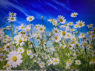 The image is a close-up, low-angle shot of a field of daisies against a bright blue sky with wispy clouds. The daisies are predominantly white with yellow centers, and they are densely packed, filling the lower and middle portions of the frame. The green stems and leaves of the daisies are visible, creating a textured ground cover. The sky is a vibrant, saturated blue, suggesting a clear, sunny day. The overall impression is one of a natural, idyllic scene. There are no people or man-made objects visible in the image. The image does not provide any information to indicate a location in the city of Cadek, Indonesia.