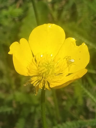 A close-up, top-down shot shows a bright yellow buttercup flower with a small, light-colored spider on one of its petals. The flower has multiple petals, a central cluster of stamens, and some fine hairs around the base of the petals. The background is out of focus and consists of green foliage, suggesting an outdoor, natural environment. The scene is located in Akbasheva, Russia.