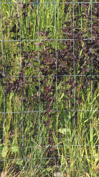 This media file depicts a close-up, slightly angled view of a wire fence with dark red foliage and green grass visible behind it. The fence is constructed from a grid of metal wires, with the grid pattern being a prominent element in the composition. The dark red leaves appear to belong to a shrub or vine, with some of them showing a serrated edge. They are clustered on thin stems and are interspersed with the green blades of grass. The grass is tall and appears somewhat dry in places, with some blades showing yellowing or brown tips, suggesting it might be late summer or early autumn. The lighting indicates it is daytime, with sunlight casting shadows and highlighting the textures of the leaves and grass. The overall scene suggests an outdoor setting, possibly a garden or a wild area, where vegetation is being contained or demarcated by the fence. There is no discernible activity or event taking place; the image is a still capture of the natural environment. No people or animals are visible, nor is any text present in the image. The setting appears to be in Bor, Russia, as indicated by the location context.