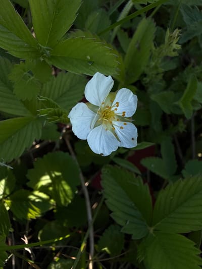 A single white wild strawberry flower with five petals and a yellow center is captured in a close-up shot. The flower is surrounded by green leaves, some of which are illuminated by sunlight, creating a dappled effect. The background is a blur of dark green foliage and brown stems, suggesting an outdoor setting in a natural environment. The image does not contain any people or indicate any specific location within the city of Dokshitsa, Russia.