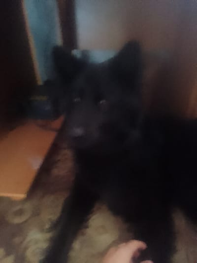 A blurry, dark image shows a black dog with pointed ears and a dark snout. The dog appears to be in a dimly lit indoor environment. To the left of the dog, a portion of a wooden surface is visible, possibly a table or shelf. In the lower right corner of the image, a human hand with pale skin is partially visible, reaching towards the dog. The background is indistinct, with muted colors and shadows. The scene is undated and its precise location in Inhulo-Kamianka, Ukraine cannot be determined from the visual information provided.