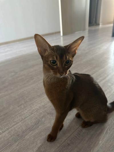 The image shows a young abyssinian cat with reddish-brown fur lying on a light wooden floor. The cat is looking up towards the camera with large, alert green eyes. Its ears are pointed and prominent, and its whiskers are clearly visible. The cat's body is in a relaxed pose, with its front paws tucked beneath it. The lighting suggests it is daytime, possibly indoors, given the wooden floor and the presence of what appears to be a white curtain or wall in the background. The overall mood is calm and observant. There is no visible text in the image.