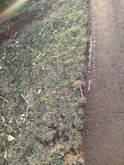 The image displays a ground-level scene within Ewuaso Oonkidong'i ward, Kenya. The view is bisected vertically, with the left two-thirds depicting a sparse grassy area containing patches of exposed brown soil. Scattered throughout this grassy section are numerous small wooden fragments, dried leaves, and irregular white pieces of debris. The right third of the image shows a dark, granular, compacted surface, consistent with a road or well-trodden path. A distinct, somewhat irregular line demarcates the boundary between the grassy verge and the dark surface, with small, light-colored particulates visible along this edge on the path side. The scene is illuminated by direct sunlight, casting subtle shadows and highlights. No people, animals, or vehicles are present.