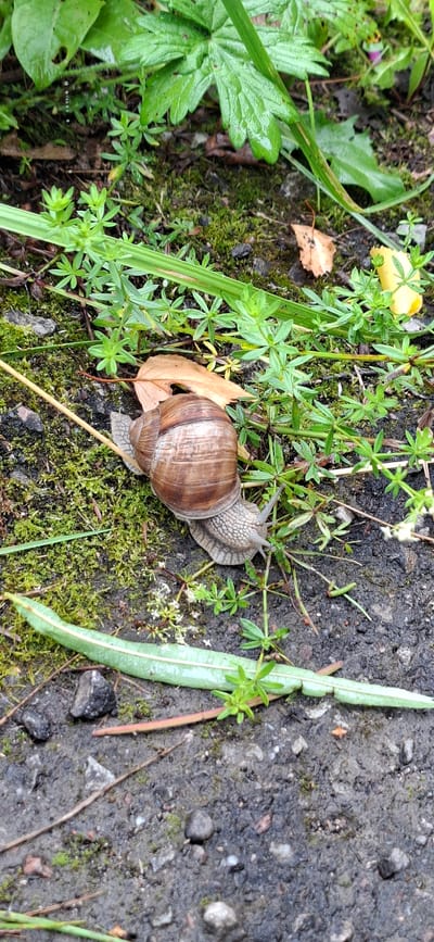 A close-up, high-angle shot shows a large garden snail moving across a damp, dark asphalt surface covered in patches of moss and small green plants. The snail, with its textured brown shell and grey body, is the primary subject, positioned centrally in the frame. Its eye stalks are extended, and it appears to be crawling over a few small leaves and twigs. The background consists of larger green leaves, some wet with dew or recent rain, and more moss. The overall lighting suggests an overcast day. The scene is a naturalistic environment, likely outdoors in a garden or natural area within Saula, Estonia.