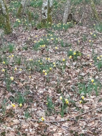 The image depicts a woodland floor in Étalle, Belgium, densely covered with brown, dried deciduous leaves and scattered small branches. Numerous yellow daffodils (Narcissus pseudonarcissus) are observed blooming throughout the scene, their green stems and foliage emerging from the leaf litter. In the background, multiple tree trunks, exhibiting light-colored, mottled bark with some moss accumulation, are visible. The ambient light appears filtered, consistent with an overhead canopy. No human subjects, animals, or artificial objects are present, nor are any actions or interactions depicted.