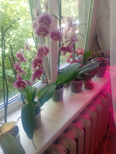The image depicts a close-up, eye-level view of several potted orchids on a white windowsill. The orchids are predominantly pink and white, with some having darker pink or purple markings. Their leaves are a vibrant green, and some have aerial roots visible. One orchid is more in focus, showcasing its delicate petals and stamen. In the background, lush green foliage is visible through the window, suggesting an outdoor garden or trees. To the right of the windowsill, a section of a white curtain is present, and a pinkish light emanates from the right edge of the frame, possibly from a grow light. Below the windowsill, a section of a white radiator with multiple ribbed sections is visible, illuminated by the pink light. The overall scene is one of indoor plant cultivation, likely in a residential setting. No individuals are present in the image. The location is a windowsill in Myrhorod, Ukraine.