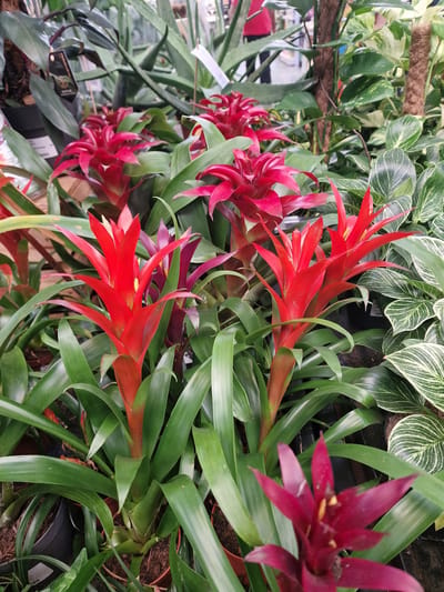 The image displays a close-up view of several potted bromeliad plants with vibrant red and deep red-purple flower spikes, interspersed with lush green foliage. The plants are arranged in what appears to be a nursery or garden center setting, with other greenery and some blurred background elements suggesting an indoor environment. The lighting is bright, illuminating the colors and textures of the plants. The location is the city of Wootton, United Kingdom.