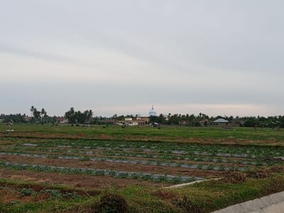 The image depicts a rural landscape with agricultural fields in the foreground and a town in the distance, possibly in Geudongalue, Indonesia. The foreground features rows of cultivated plants covered with plastic sheeting, indicating a farming activity. The ground is a mix of brown soil and green vegetation. In the mid-ground, there is a vast expanse of green grass. The background reveals a cluster of buildings, including a prominent structure with a dome and multiple arches, likely a mosque or a significant religious building, surrounded by houses and palm trees. The sky is overcast, suggesting a cloudy or early morning/late evening atmosphere. There are no visible people in the image. The scene conveys a sense of agricultural productivity and community life in a tropical or subtropical setting.