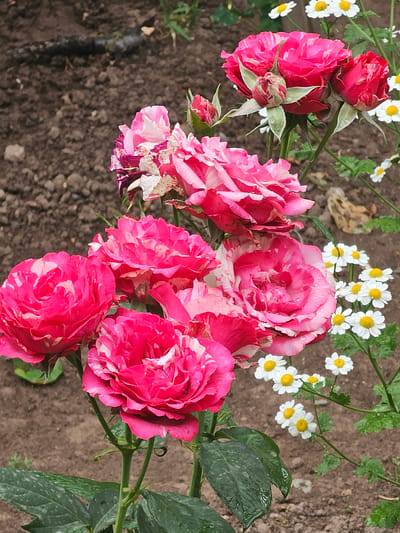 The image shows a close-up view of a bush with several variegated roses, displaying shades of pink and white. The roses are in various stages of bloom, with some fully open and others still in bud. Small white flowers with yellow centers, likely daisies or chamomile, are scattered in the background, along with green foliage. The ground beneath the flowers appears to be soil. Water droplets are visible on the petals and leaves, suggesting recent rain or watering. The lighting suggests it might be daytime, possibly after a shower. The scene is natural and outdoors, with the focus on the beauty of the blooming flowers. There is no visible text in the image. The location is identified as Zarechnoye, Kyrgyzstan.