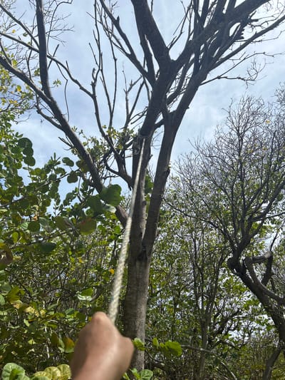 The image depicts a low-angle view of a tree canopy against a cloudy sky, likely in the city of Le Gosier, France. Bare branches and some with green leaves are visible. A rope is tautly extended between two tree trunks, pulled by a human hand visible in the lower right of the frame. The environment appears to be a wooded area. No specific individuals or interactions are discernable.
