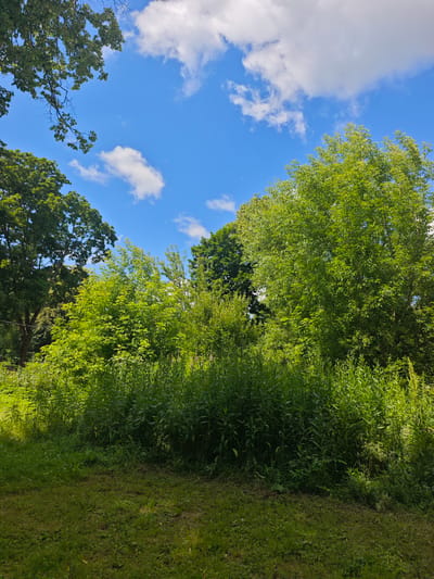This image depicts a natural outdoor scene under a bright blue sky with scattered white clouds. In the foreground, a patch of green grass is visible, with some areas appearing to be in shade. Behind the grass, a dense growth of tall green plants and bushes dominates the mid-ground. Several trees with lush green foliage are present, some towering in the background and others forming a thick canopy. The overall impression is of a verdant, overgrown natural area. There are no people, specific structures, or any indication of the city of Chekhov, Russia within the frame of this image.