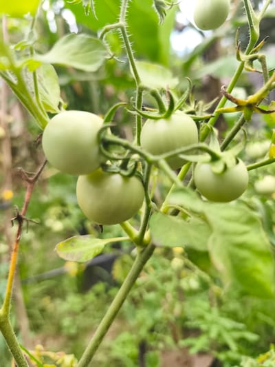 The image displays a close-up of several unripe green tomatoes growing on a vine within a garden environment in Teumpokteungku, Indonesia. Five distinct, round, light green tomatoes are prominently visible, clustered on the central part of a hairy stem. The stems exhibit fine, hair-like structures. Green leaves, both in and out of focus, surround the tomatoes, indicating healthy plant growth. The background consists of blurred green foliage, suggesting an outdoor setting. No people, specific actions, or interactions are visible in the scene.