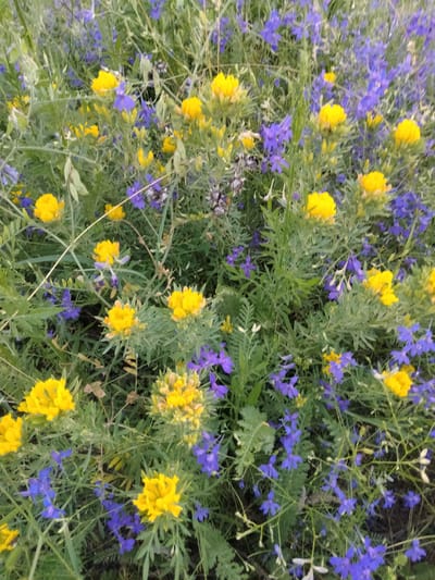 This is a close-up, eye-level shot of a field of wildflowers in Zherebkove, Ukraine. The scene is dominated by a dense growth of green foliage, interspersed with numerous small, bright yellow flowers and delicate, violet-blue flowers. The yellow flowers appear to be clustered, forming small, round heads, while the blue flowers are more scattered and have a spurred, intricate shape. The overall impression is one of natural abundance and a vibrant meadow landscape. There are no people or animals visible in the image. The lighting suggests it may be daytime, possibly late afternoon or early morning due to the soft quality of light.