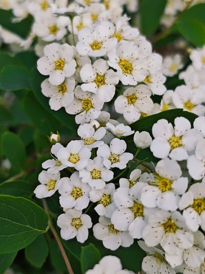A close-up image shows a dense cluster of small, white flowers with yellow centers. The flowers appear to be growing on a shrub with green leaves visible in the background. The photo's location is Боровково, Russia.