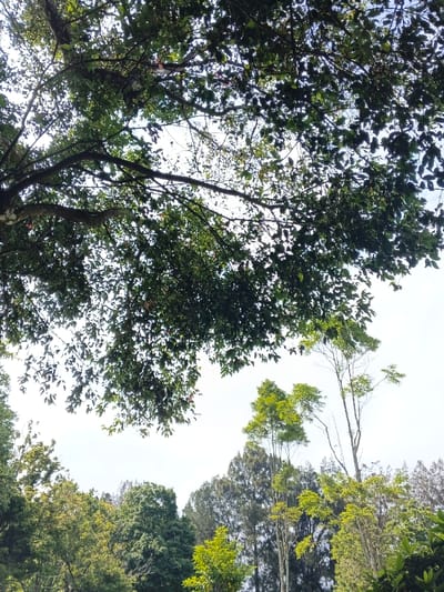 A vibrant canopy of green leaves and branches dominates the upper portion of the image, filtering sunlight. Below, a diverse collection of trees fills the lower half, showcasing varying shades of green and textures. Tall, slender trees stand amongst the broader foliage. A clear sky peeks through the dense foliage.