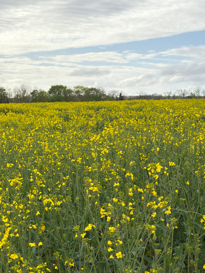 The image shows a field of bright yellow rapeseed flowers under a sky with streaky white and light blue clouds. A line of trees runs along the edge of the field, separating the field from the sky. The image is likely taken in Auvers-sur-Oise, France, given the prevalence of rapeseed fields in the region. There are no people, actions, or interactions visible in the image.
