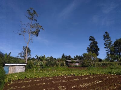 This image depicts a rural agricultural landscape in Ban Naduan, Laos, under a clear blue sky. The foreground features parallel rows of dark brown, tilled earth, transitioning into a field of uniformly green, leafy cultivated plants, possibly vegetables, arranged in neat rows. Some plants have small, white, arched supports above them. To the left, a small, utilitarian structure with a light blue upper section and wooden lower section on its left wall, and a wooden facade on its right, stands next to the cultivated area, partially obscured by foliage. In the midground, dense tropical vegetation, including broad-leafed plants resembling banana trees, forms a green backdrop. Further right, a rustic wooden house with a dark roof is partially visible amidst the trees. The background reveals a mix of tall trees; a prominent, slender tree with sparse foliage stands to the left, while several tall, conical evergreen trees are visible on the right. A distant mountain range is faintly discernible on the far left horizon. The sky is bright, clear blue with minimal atmospheric disturbance. No people or animals are visible in the scene.