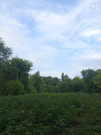 In Poltavka, Kyrgyzstan, this image captures a verdant agricultural field in the foreground, densely populated with rows of green plants, possibly potatoes, some bearing small white flowers. The field is bordered by a thick line of lush green trees and foliage, creating a natural wall that extends across the mid-ground. The background is dominated by a pale blue sky with scattered white clouds, suggesting an overcast or partly cloudy day. The scene depicts a rural landscape with agricultural cultivation adjacent to a forested area.