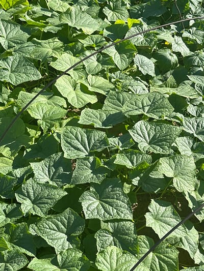 This is a close-up, top-down, eye-level shot of a densely packed field of green cucumber plants. The large, lobed leaves of the plants are textured with prominent veins and are casting shadows on each other, creating a pattern of light and dark across the frame. The plants are low to the ground and appear to be sprawling. A dark, thin wire or vine runs diagonally across the image from the upper left to the lower right. The ground beneath the leaves is partially visible in some areas and appears to be dark soil. The scene is bathed in bright sunlight, highlighting the vibrant green of the foliage. There are no people or animals visible. The location is specified as the city of Tobyl, Kazakhstan.