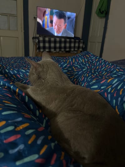 A gray cat is lying on a blue bedspread with a pattern of colorful dashes. A television in the background shows a man's face. A black and white checkered garment hangs near the TV. A green bag is hung on the wall, and a white door is present. This image shows the inside of a home and does not suggest a specific location in Bernal Este, Argentina.