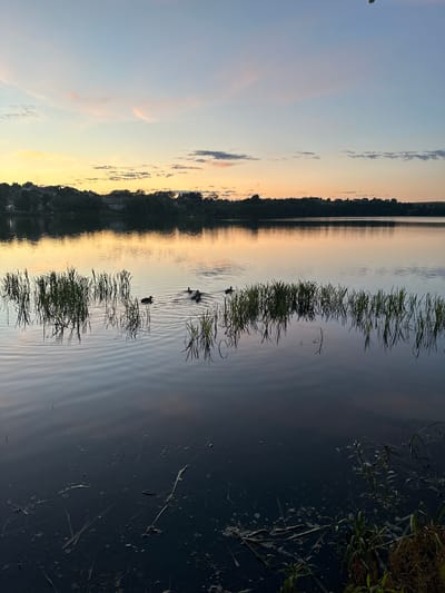 The image depicts a tranquil lake scene at dusk in Chmielno, Poland. The sky is a gradient of soft blues, pinks, and yellows, with scattered clouds. The calm surface of the lake reflects the sky and the tree-lined shore, which features scattered houses and foliage. In the middle ground, a family of ducks, consisting of one adult and several ducklings, swims on the water, leaving ripples behind them. Reeds and tall grass grow along the edge of the lake in the foreground, with some submerged vegetation visible in the darker water. The overall atmosphere is serene and natural.