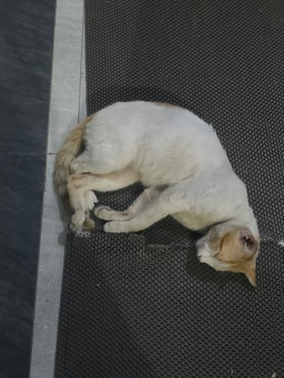 A white and tan cat is sleeping on a textured gray mat. The cat is curled up on its side with its head resting on its paws. Its eyes are closed and its ears are perked slightly. The mat appears to be outdoors, possibly on a balcony or patio, with a dark gray tiled surface to the left. The background is blurred, but suggests an urban environment. The lighting is dim, indicating it is likely evening or nighttime. The cat's fur is short and appears to be clean. The image is a close-up shot, focusing on the sleeping cat. The location is the City of Medan, Indonesia.