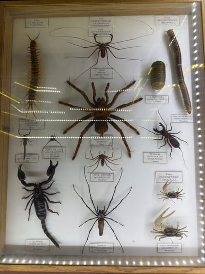 The image displays a framed collection of preserved insects and arthropods, meticulously arranged within a display case. The collection is illuminated by a series of small, bright lights bordering the case. Each specimen is accompanied by a small label providing its classification and origin, written in Russian.
Prominently featured is a large, dark scorpion in the lower left quadrant, labeled "СКОРПИОН HETEROMETRUS LONGIMANUS Малайзия" (Scorpion Heterometrus longimanus Malaysia). To its right, a sizable tarantula occupies the center of the frame. Above the scorpion, a centipede is positioned vertically on the left side, identified by a label reading "Класс ГУБОНОГИЕ CHILOPODA" (Class Chilopoda).
Other specimens include a millipede and a pill bug-like creature in the upper right, a whip spider with long, thin legs in the upper middle, and a smaller spider with a distinctive head structure below the whip spider. In the lower right, two small crabs are displayed, labeled "КРАБ МАНЯЩИЙ GELASIMUS SP. Индонезия" (Fiddler Crab Gelasimus sp. Indonesia).
The overall environment appears to be an indoor display, likely a museum or a private collection, given the professional arrangement and labeling of the specimens. The lighting suggests a deliberate setup to showcase the collection. The image does not contain any contextual information linking it to the city of Akatovo, Russia.