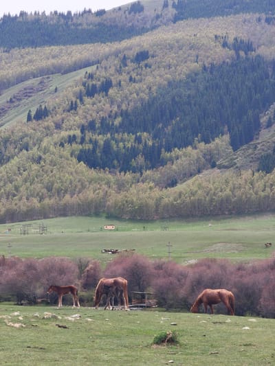 This vertical shot captures a peaceful, expansive pastoral landscape in Semenovka, Kyrgyzstan, under an overcast sky, suggesting soft, diffused light. The scene is dominated by layered mountains and hills, transitioning from forested slopes to a grassy valley floor.

In the background, the upper mountain slopes are densely covered with dark green coniferous trees. Below these, broad swathes of lighter green deciduous trees, likely birches or poplars, show fresh spring foliage, indicating the season. A grassy ridge winds through the mid-section of the mountains, separating different forest types.

The mid-ground features a wide, green meadow dotted with various structures. On the left, a small, light brown building with a reddish roof stands out. Several wire fences crisscross the meadow, and indistinct metal structures, possibly electrical pylons, are visible. In the far right distance of the meadow, a small herd of horses grazes.

The immediate foreground showcases a small group of horses on a grassy rise. On the left, a single brown adult horse grazes. In the center, another brown adult horse is seen grazing with two young foals nearby—one darker brown and one lighter brown. To the right, a third brown adult horse grazes independently. A horizontal band of dense, reddish-brown, low-lying bushes, possibly just budding or bare, separates the horses in the foreground from the broader meadow beyond. The overall impression is one of serene rural life within a majestic natural setting during springtime. No visible text is present.