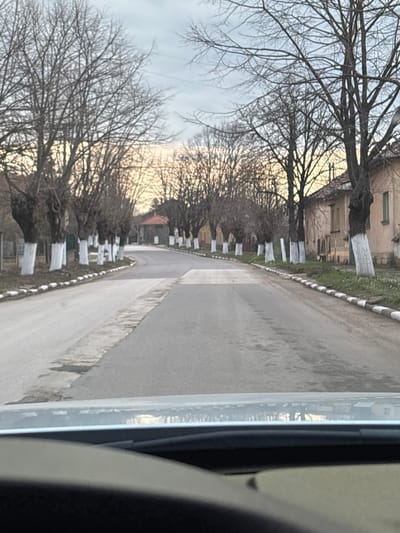 An exterior scene depicts a rural or semi-rural road in Lepitsa, Bulgaria, viewed from inside a vehicle. The asphalt road is centrally framed and extends into the distance, curving slightly to the right. A lighter, wider section, possibly a crosswalk or repair, traverses the mid-ground. Both sides of the road are lined with deciduous trees, their lower trunks painted white, and their bare branches reaching towards an overcast sky with a warmer, lighter hue near the horizon. Low curbs, painted with alternating white and dark segments, border the road. On the right, multiple single-story buildings with faded facades and tiled roofs are visible, interspersed among the trees. One building on the immediate right displays a prominent window with a green frame. To the far left and center-distance, a building with a reddish-brown tiled roof is partially visible. No individuals, animals, or active events are present within the frame. The season appears to be late autumn or winter.