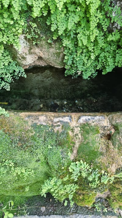 The image shows a close-up, overhead view of a small, moss-covered stone channel with water flowing through it. Lush green ferns and mosses grow abundantly on the rocks surrounding the channel. The water is dark and appears to be flowing over stones and debris. The scene is situated in a natural, outdoor setting, likely a stream or a fountain, in the city of Camprodon, Spain. There are no people or animals visible in the image. The overall impression is one of a tranquil, verdant, and natural landscape.