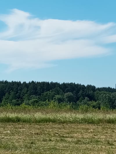 A panoramic, eye-level, daylight shot captures a rural landscape under a bright blue sky with wispy white clouds. In the foreground, a dry, mown field of grass stretches across the frame. Behind it, a dense line of dark green trees forms a natural border, with lighter green foliage in front of them. The horizon is dominated by the lush green forest. A thin, dark vertical line is visible on the far right edge of the image, possibly a utility pole or structure. The scene appears to be a natural, undeveloped area on the outskirts of Oleksandriia, Ukraine.