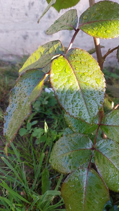 The image is a close-up shot of green rose leaves covered in water droplets, likely from recent rain or dew. The leaves are a vibrant green with hints of red along the edges, and their surfaces are textured with small, raised veins. Sunlight illuminates the leaves from the right, creating highlights and casting shadows. In the background, out of focus, is a patch of green grass and a light-colored, rough surface, possibly a wall or sidewalk. The scene is set outdoors, with a focus on the natural beauty of the plant. There are no people or animals visible in the image. The location is identified as the city of Masty, Belarus.
