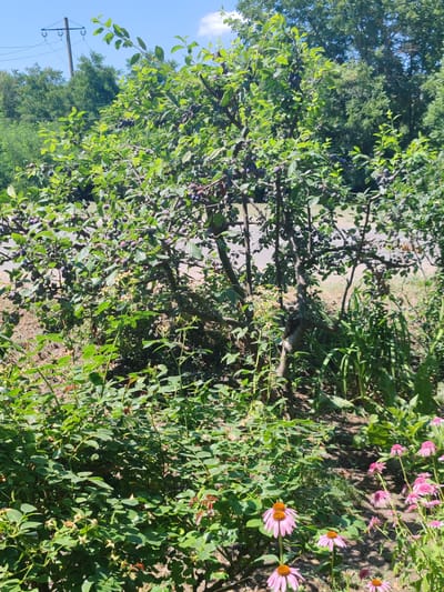 The image captures a sunlit, outdoor scene featuring a plum tree laden with dark purple fruit, positioned in a garden area. Surrounding the tree are lush green bushes and several blooming pink coneflowers. In the background, mature trees form a dense foliage line. A utility pole with electrical wires is visible in the upper left portion of the frame, suggesting an urban or suburban setting within the city of Loris, Russia. The ground is covered with dry leaves and soil. No people or animals are present in the image.
