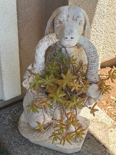 This is a medium shot of a weathered, light-colored stone dog statue holding a potted succulent plant. The statue has a basket-like structure around its neck and chest where the plant is situated. The dog's head is tilted down, and its eyes are open. The succulent plant has fleshy, green-to-orange leaves and is trailing out of the statue's grasp. The statue is placed on a textured gray surface, possibly concrete or stone, in front of a wall with a rough, sandy texture. The background shows a light-colored wall and some dry leaves and mulch on the ground. The image appears to have been taken outdoors in daylight, with shadows indicating sunlight. The location is the city of Elk Grove, United States of America.