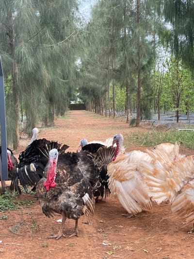 The image depicts a rural outdoor scene, likely a turkey farm or a spacious enclosure, featuring several turkeys on a dirt path lined by trees.
**Subjects:** The main subjects are approximately five to six large turkeys. Prominently on the right side of the frame is a large turkey with fluffy, light brown and creamy white feathers, with its back partially facing the viewer. To the left and slightly in front of it are several dark brown and black turkeys. Their heads are clearly visible, characterized by striking red wattles and snoods, with some displaying bluish-grey skin around their heads. They appear to be walking or standing casually.
**Objects:** The ground is composed of reddish-brown dirt, sparsely covered with small green weeds and dry grass. On the left side of the dirt path, a row of tall, slender trees with dense, needle-like green foliage (possibly Casuarina or pine species) extends into the background, creating a natural border. In the far background along the tree line, some white pipes or irrigation lines are visible, along with what appears to be dark ground covering or tarp. A dark, possibly metallic, structure or fence is present in the bottom left foreground.
**Scene and Setting:** The scene is set outdoors in a natural, unpaved environment. The long line of trees and the open dirt area suggest a rural or semi-agricultural setting, consistent with a farm.
**Activity:** The turkeys are engaged in typical turkey behavior, standing and moving slowly on the ground, likely foraging or simply congregating.
**Notable Details:** The lighting suggests it is daytime, possibly under an overcast sky or during the early morning/late afternoon, as the light appears soft and diffused without harsh shadows. The overall atmosphere is calm. The specific type of trees and reddish soil are consistent with geographical characteristics found in certain regions, including Dhundshi, India. There is no visible text in the image.