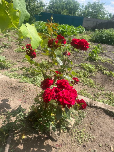 A cluster of deep red roses is blooming on a rose bush in a garden. The roses are in various stages of bloom, with some fully opened and others still in bud. The bush has green leaves and thorny stems. In the background, there is bare soil with scattered green weeds. To the left, a large green leaf, possibly from a grape vine, is visible. Beyond the garden, there is a green fence and trees. The sky is visible with some clouds. The image appears to be taken on a sunny day. There is no visible text in the image. The scene suggests a tranquil garden setting in Chernove, Ukraine, likely during the summer months.