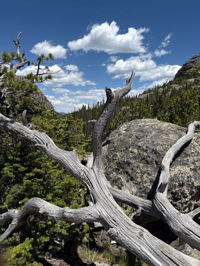 The image depicts a natural scene with a focus on dead wood and greenery against a backdrop of a mountainous landscape under a blue sky with scattered clouds. In the foreground, gnarled, weathered branches of a dead tree lie across the frame, their grey, textured surfaces prominent. To the right, a large, dark boulder is visible, speckled with lichen. Behind the foreground elements, dense evergreen trees cover a sloping hillside, extending into the distance. A valley can be seen further back, with more trees and a faint mountain range on the horizon. The sky is a vibrant blue, punctuated by fluffy white clouds. The overall impression is one of a wild, rugged natural environment. The image is located in the city of Allenspark, United States.