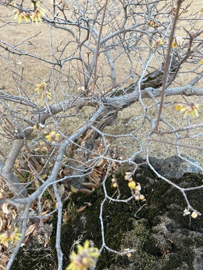 An upward shot captures a tree's bare branches, with delicate yellow flowers budding amidst the twigs. The tree's bark is textured with ridges, creating an interesting pattern. The background contrasts sharply, with a smooth, tan-colored surface on one side and a rough, green moss-covered rock on the other. Fallen leaves are scattered near the moss, indicating the season.