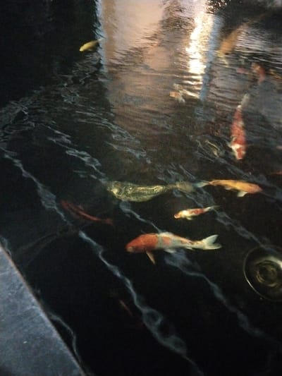 The scene, located in Blang Mee Timur, Indonesia, depicts a dark water feature with a rippled surface and reflected artificial lighting. Multiple Koi fish are observed swimming in various directions. Their coloration includes shades of white, orange, red, and gold, with some displaying distinct patterns. A large gold-colored fish is visible in the upper-left area, while other fish exhibit white and orange/red markings. A circular metallic drain cover is partially visible in the lower-right corner of the frame. No human presence is detected.