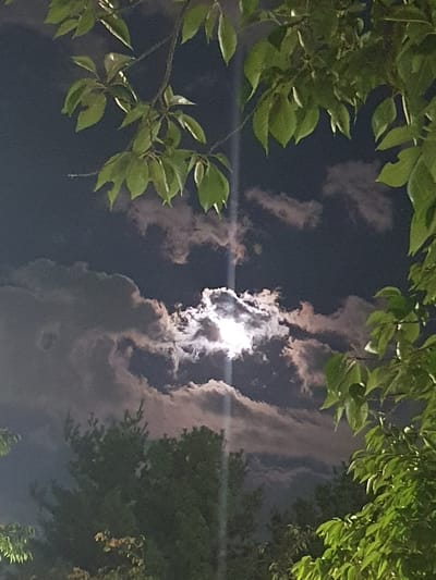 The image depicts a nighttime sky with the moon partially obscured by clouds. Green foliage from trees frames the scene from the top and right. In the lower portion of the image, the tops of dark green trees are visible against the night sky. The lighting suggests an outdoor environment at night, potentially a park or residential area in Gimhae-si, South Korea. There are no people or specific man-made structures clearly identifiable in this frame.