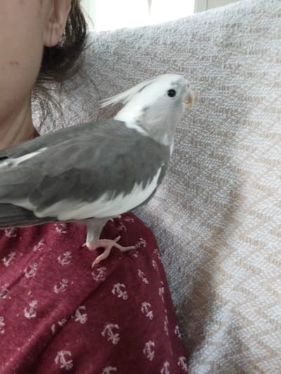 A cockatiel, predominantly grey and white, perches on a person's shoulder. The bird is facing right with its head turned slightly towards the viewer. Its crest feathers are raised. The person's dark hair and ear are visible on the left side of the frame. The background consists of a textured fabric, possibly a sofa or blanket. The bird is positioned on a piece of maroon fabric with a white anchor pattern. The scene is indoors, with soft lighting. No specific location in Mykulychyn, Ukraine is depicted.
