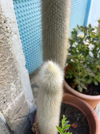 The image shows a close-up view of several fuzzy, cylindrical cactus stems, with one stem's tip in sharp focus. The cactus appears to be growing outdoors, possibly on a balcony or patio, as suggested by the presence of terracotta pots containing green plants in the background, and a light blue textured surface that could be a mat or flooring. The foreground consists of a rough, textured surface, possibly a stone ledge or windowsill, with some white elements that might be paint or plaster.

The lighting suggests it is daytime, with natural sunlight illuminating the scene. The focus on the cactus's fuzzy texture and the plant in the background gives a sense of a peaceful, domestic outdoor setting. There are no people or animals visible, and no text is present in the image. The overall impression is one of a quiet moment observing nature, with the textures of the plants and the surroundings being the primary focus. The location context provided, Kakopetria, Cyprus, suggests a warm climate, which would be conducive to growing cacti and other plants outdoors.