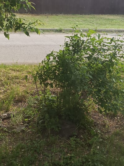 A medium-sized, leafy green bush stands on the side of a paved road. The bush is situated in front of a fence and a grassy area. The ground around the bush is covered in dry grass and some dirt. A tree branch with green leaves hangs over the scene from the left. The image appears to have been taken during the daytime, with natural light illuminating the scene. The location is identified as Meget, Russia.