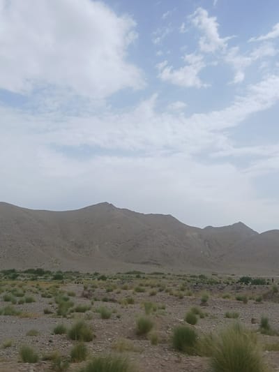 The image depicts a wide landscape of arid, mountainous terrain, likely in the vicinity of Qilla Saifullah, Pakistan. In the foreground, a dry, rocky ground is sparsely covered with low-lying green shrubs and grasses. The midground reveals more of this vegetation scattered across the dusty terrain, leading towards a range of barren, brown mountains. The mountains exhibit rugged, eroded slopes with visible striations and contours. In the distance, a herd of animals, possibly sheep or goats, can be seen grazing amongst some scattered vegetation. A single human figure is also visible standing near the herd, suggesting pastoral activity. The sky above is partially overcast with light, wispy clouds against a pale blue backdrop. The overall impression is one of a remote, dry, and rugged natural environment.