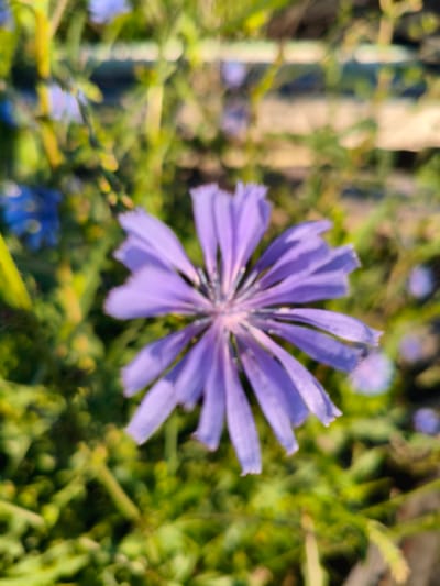 A close-up, slightly out-of-focus shot captures a single, pale purple flower with multiple pointed petals. The flower is positioned in the center of the frame. The background is a blur of green foliage and hints of other, less distinct purple flowers. The lighting suggests it is daytime, possibly late afternoon due to the warm tones. The image appears to be taken outdoors in a natural setting, consistent with a rural area like Ақсуат ауылдық округі, Kazakhstan. There are no people or specific man-made objects visible in the frame.